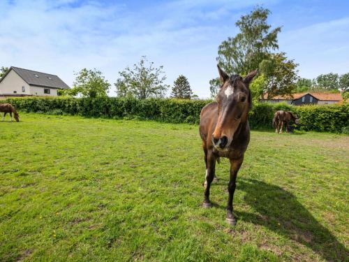 a brown horse standing in a field of grass at 3 Bed in Beeston 88223 in Beeston