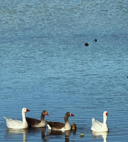 a group of ducks swimming in the water at Al Natural Posada in Nueva Palmira