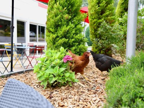 Άλλα ζώα σε αυτό το ξενοδοχείο ή στη γύρω περιοχή
