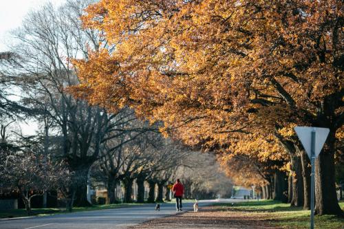 a person walking two dogs down a tree lined road at Goldies on Piper Kyneton in Kyneton