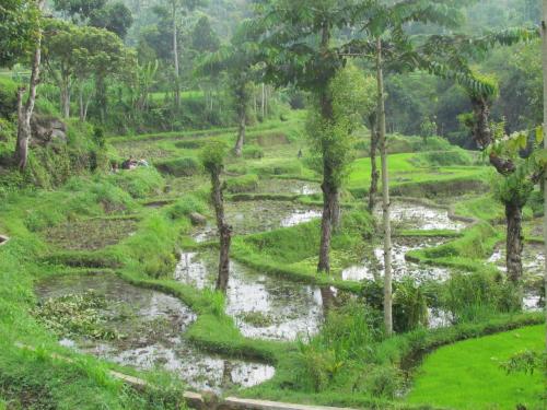 a rice field in the rainforest on a hillside at Tetebatu Indah Homestay in Tetebatu