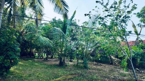 a group of banana trees in a yard at DNA secret palace in Tangalle