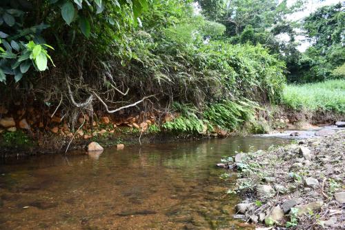 a stream of water with rocks and trees in the background at O Logis du Morne Jacob "CERISE", Le Morne-Rouge Martinique in Le Morne Rouge
