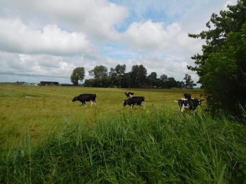 a herd of cows grazing in a field of grass at Logementen Jannum in Burdaard