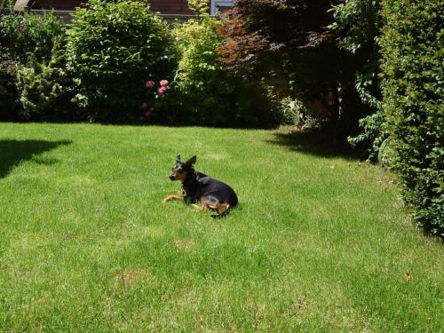 a dog laying in the grass in a yard at 3 Bed in Tenterden 83843 in Saint Michaels