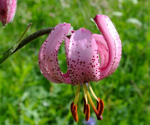 a pink flower with droplets of water on it at Hotel Nordik in Santa Caterina Valfurva