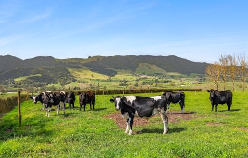 a herd of cows standing in a field at Matamata Lodge in Matamata