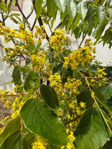 Giardino di Grace Homestay 54