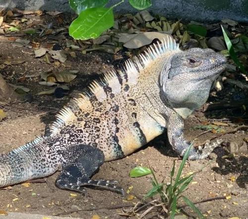 Fotografie z fotogalerie ubytování Villa Iguanas v destinaci Orotina