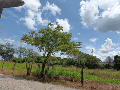a tree on the side of a road at Refugio verde, interior 2 in Acacías