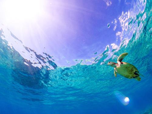 a green turtle swimming in the water at HOLLY CAMP CASA in Akagina