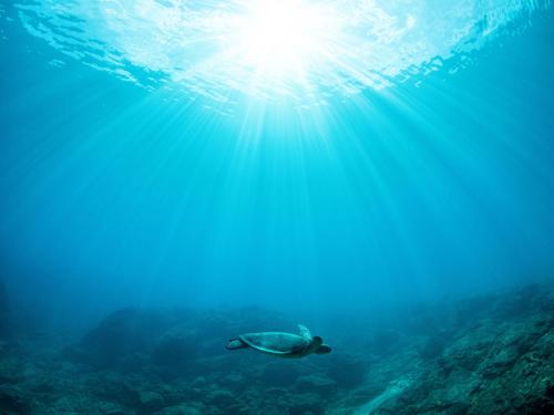 a turtle swimming in the ocean with the sun in the water at HOLLY CAMP CASA in Akagina