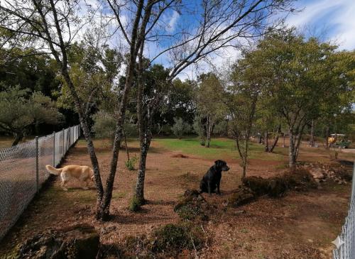 Κήπος έξω από το Checkout 20h-Aldea Vetonia Alojamientos con Encanto- Mascotas Aceptadas-Chiquipark 2 plantas cubierto-Info y dudas 618-95-92-51 Grupos hasta 100 plazas- A 1 min de Hervás- Carga eléctrica coches gratis