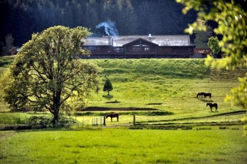 a group of horses grazing in a field with a barn at Cozy Cabin Rental for a Camping Retreat on the Umpqua River in Oregon in Elkton