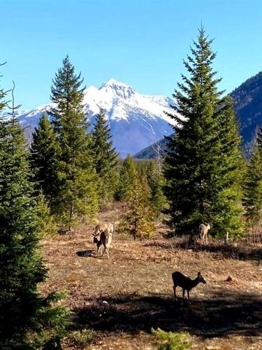 two cows and a cat in a field with a mountain at Mountain View Cabin with Deck, Jacuzzi and Ping Pong Table in Montana in West Glacier