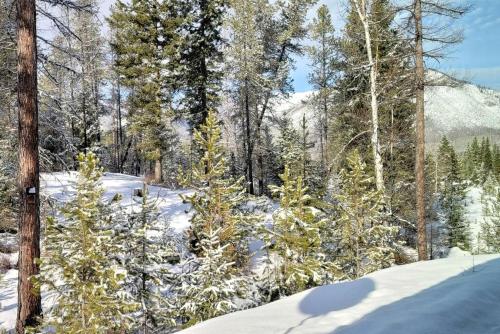 a group of trees with snow on them at Mountain View Cabin with Deck, Jacuzzi and Ping Pong Table in Montana in West Glacier