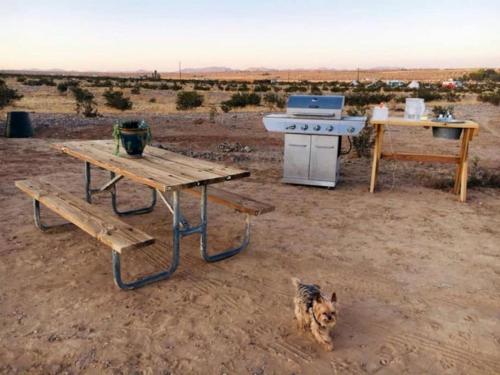 a dog standing next to a picnic table and a stove at Remote Yurt Amazing for Stargazing near Joshua Tree National Park, California in Sunfair Heights