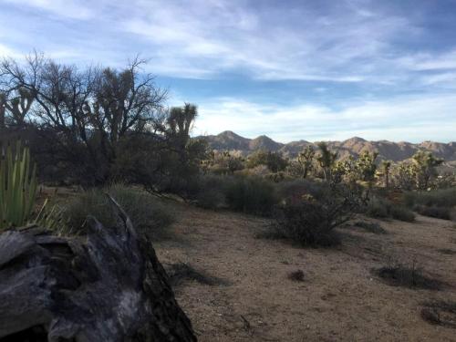 a view of a desert with mountains and trees at Romantic Yucca Valley Cabin with Hot Tub in Yucca Valley