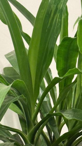 a green plant with green leaves in a vase at La Sorgiva in Assisi