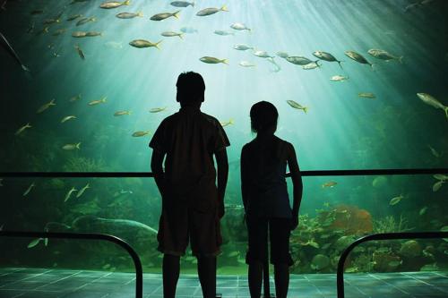 two people standing in front of an aquarium looking at the fish at Hotel Posada del Carmen in Veracruz
