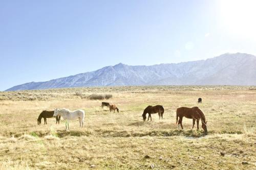 a group of horses grazing in a field with mountains in the background at Luxury Design Rental with Breathtaking Mountain Views in Lone Pine, California in Lone Pine