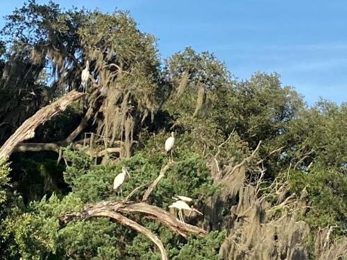 a group of white birds sitting on a tree branch at Tranquil Glamping near the Coast: Charming Rustic Cabin Rental in Midway, Georgia in Fancy Hall