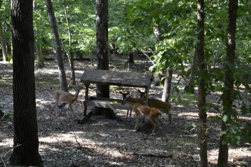 Gambar di galeri bagi Apple Blossom Inn di Eureka Springs
