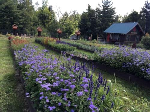 Zahrada ubytování Beautiful Glamping Tent in the Adirondacks