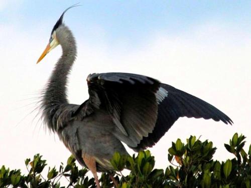a bird standing on top of a tree at Upcycled Shipping Containers Transformed into a Glamping Home for a Unique Florida Vacation in Tequesta