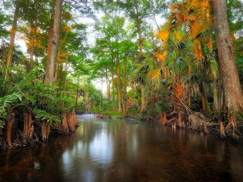 a river in a forest with palm trees and water at Upcycled Shipping Containers Transformed into a Glamping Home for a Unique Florida Vacation in Tequesta