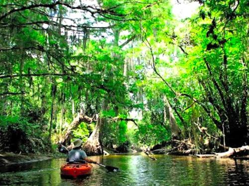 a person in a kayak on a river in a forest at Upcycled Shipping Containers Transformed into a Glamping Home for a Unique Florida Vacation in Tequesta