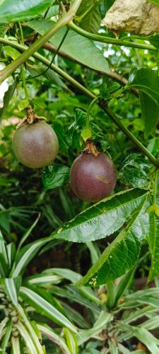 two fruits growing on a plant with leaves at Adisham village home in Haputale