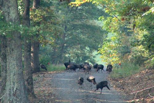a herd of animals walking down a dirt road at Gorgeous Caboose Rental for a Glamping Getaway in the Blue Ridge Mountains of Virginia in Laurel Fork