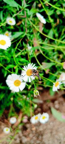a bee flying over a bunch of white flowers at Adisham village home in Haputale