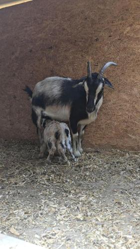 a goat and a dog standing next to a wall at Remote Mountain A-Frame with BBQ Perfect for Nature Lovers in West Virginia in Malden