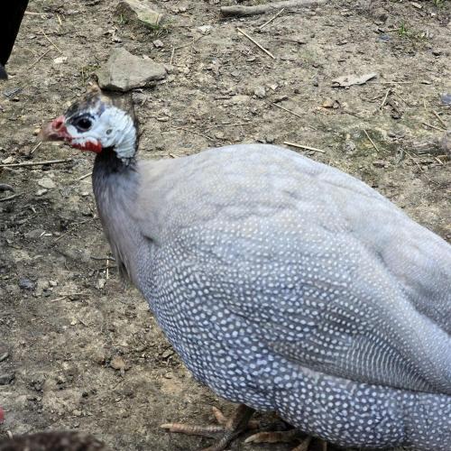 a large white bird standing on the ground at Remote Mountain A-Frame with BBQ Perfect for Nature Lovers in West Virginia in Malden