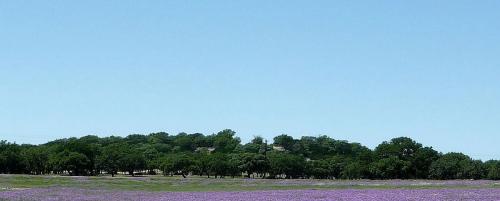 a field with a bunch of trees and purple flowers at Cozy and Comfortable Cabin Rental Just 15 Minutes from San Antonio, Texas in Kreutzberg