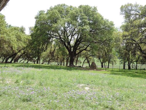 a field with purple flowers in a park with trees at Cozy and Comfortable Cabin Rental Just 15 Minutes from San Antonio, Texas in Kreutzberg