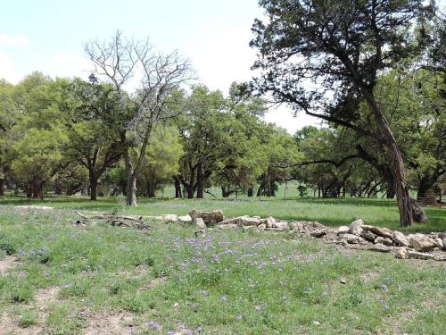 a group of animals in a field with trees at Cozy and Comfortable Cabin Rental Just 15 Minutes from San Antonio, Texas in Kreutzberg