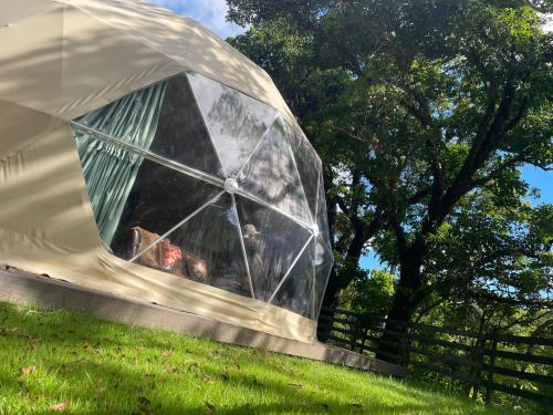 a igloo tent in a field with a tree at GLAMFOREST Okinawa 名護 in Nago
