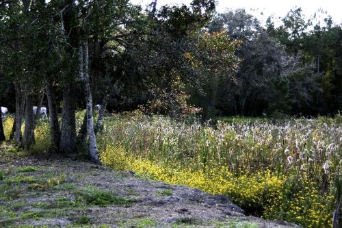 a field of tall grass with trees and flowers at Historic One-Room Cabin near Ocala National Forest in Central Florida in Fort McCoy