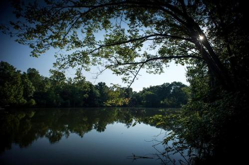a view of a lake with a tree over it at Rustic Cozy Cabin with Hot-tub in Carbondale, Illinois in Etherton