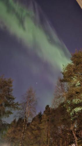 a group of trees with a cloudy sky at Kataja Chalet with sauna and jacuzzi in Rovaniemi