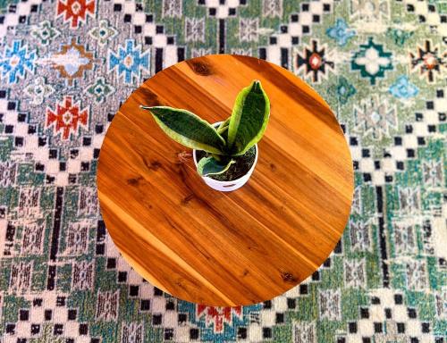 a potted plant sitting on top of a wooden table at Beautiful Glamping Tented Cabin in Ingram, Texas, with Access to the Guadalupe River in Hunt