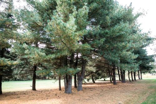 a group of pine trees in a field at Cozy Bed and Breakfast for a Weekend Getaway near Doylestown, Pennsylvania in Buckingham