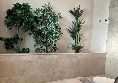 four potted plants on a wall in a room at Casa Michela512 ,Piscina y Mérida centro in Mérida