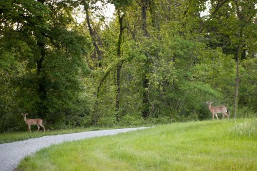 two deer standing on the side of a road at Cozy Rustic Cabin with Hot-Tub Ideal for a Couples Retreat in Illinois in Etherton