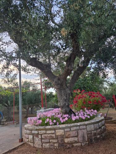 Gallery image of John & Jenny's Small Village in Áyios Andréas Messinias
