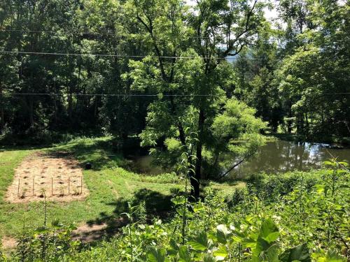 a tree sitting next to a body of water at Unique Accommodation with Sauna for a Glamping Experience near Nantahala River, North Carolina in Marble