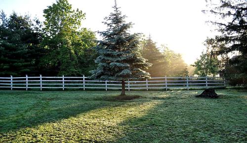 a tree in a field next to a white fence at Private Bed and Breakfast Accommodation for Two near Doylestown, Pennsylvania in Buckingham